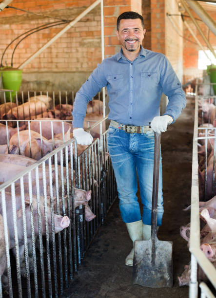 istock Man working on animal farm 914969456