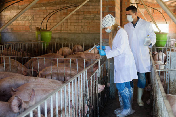 istock Veterinarians are going to make injection in sty 914969458