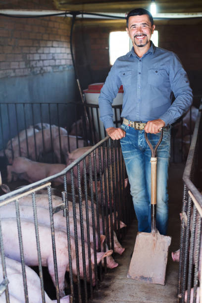 istock Man farmer standing in pigsty 914969510