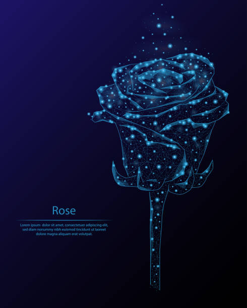 Abstract image of a rose in the form of constellations and starry sky, consisting of points and lines. Abstract image of a rose in the form of constellations and starry sky, consisting of points and lines. low flower arrangements drawings stock illustrations