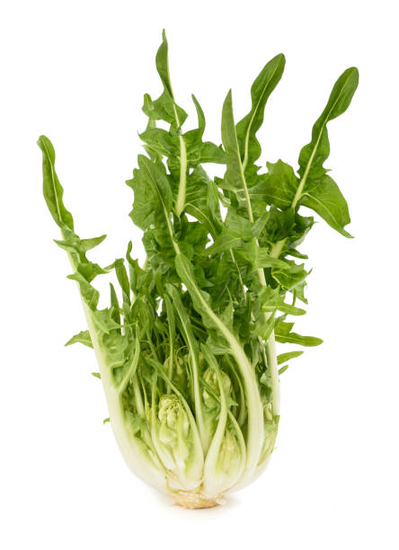 fresh  puntarelle chicory fresh raw puntarelle chicory isolated on white chicory stock pictures, royalty-free photos & images