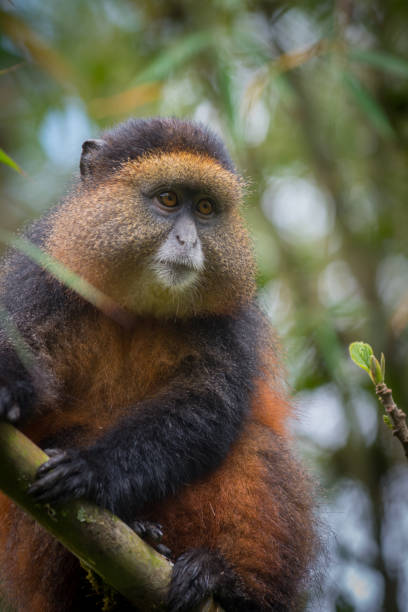 istock Golden monkey in Volcanoes National Park 914973386