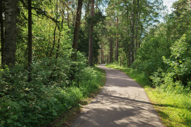 istock asphalt path in the park in a summer day 914973970
