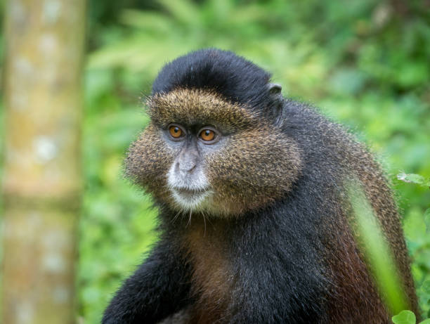 istock Portrait of golden monkey 914974248