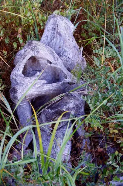 Photo of Unusually shaped driftwood log nestled in the plant growth above high tide.