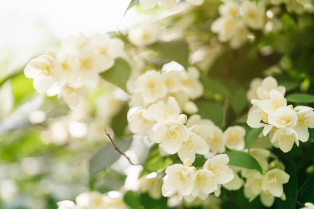 istock Jasmine flowers blossoming on bush, summertime photo 914974618