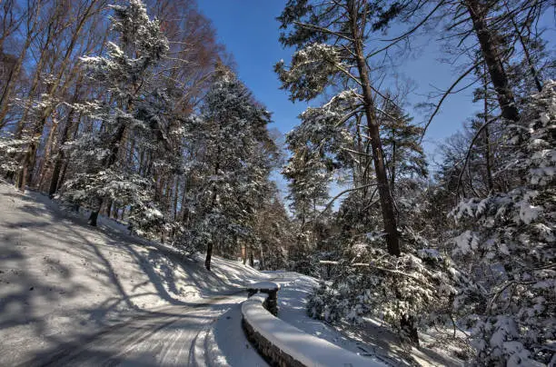 A snow covered back road into the Vanderbilt estate.