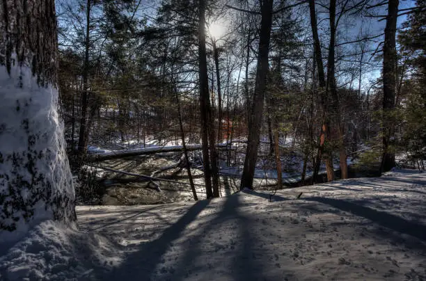 The winter sun casting shadows through the trees on the snow.