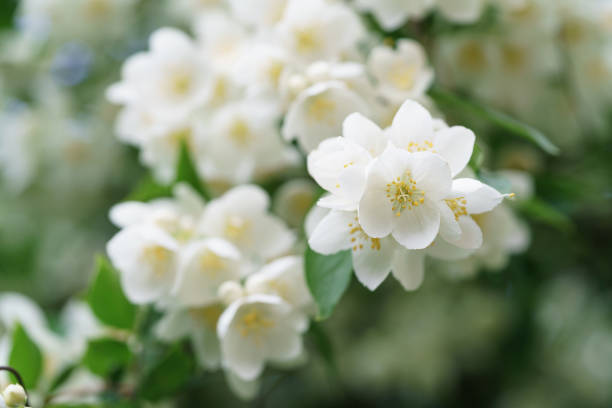 istock dense jasmine bush blossoming in summer day 914974806