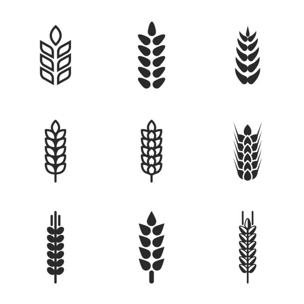 passport control inspector Wheat vector icons. Simple illustration set of 9 wheat elements, editable icons, can be used in logo, UI and web design rice cereal plant stock illustrations