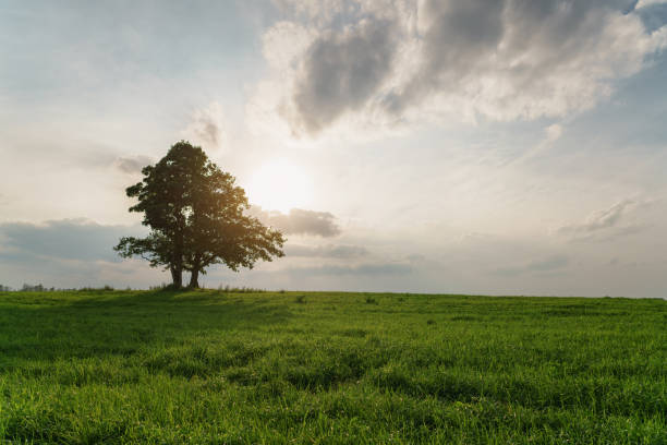 istock oak and maple grow together on green field in sunset 914979448
