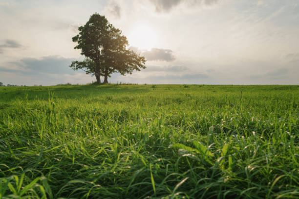 istock oak and maple grow together on green field in sunset 914979498