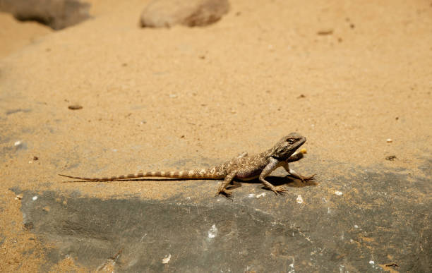 istock Baja California Rock Lizard 914982594
