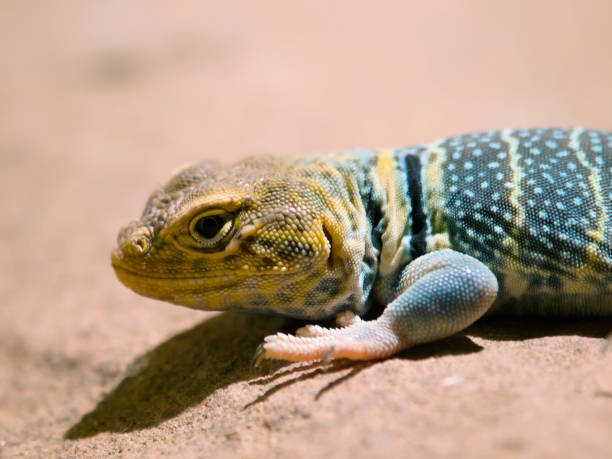 istock Baja California Rock Lizard 914982646