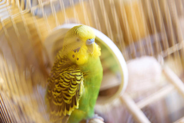 istock Budgie in a cage cleans feathers near the mirror. 914985570