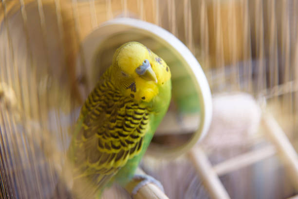 istock Budgie in a cage cleans feathers near the mirror. 914985612