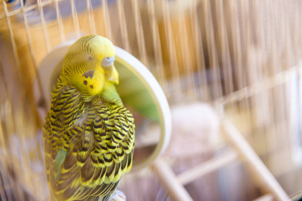 istock Budgie in a cage cleans feathers near the mirror. 914985664