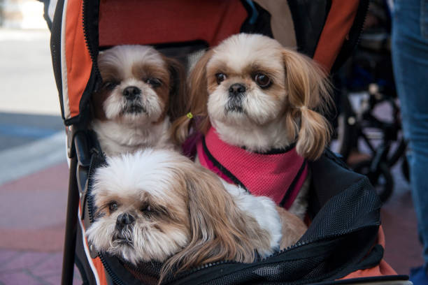 istock Dogs in a pushchair 914985714
