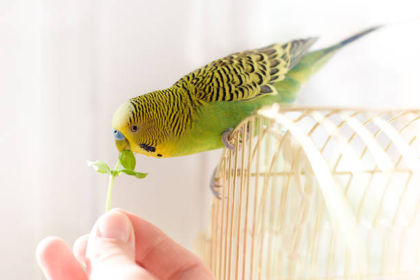 鳥 bydgie ケージに座って、新鮮なグリーン gr を人間の手から食べる - パラキート ストックフォトと画像