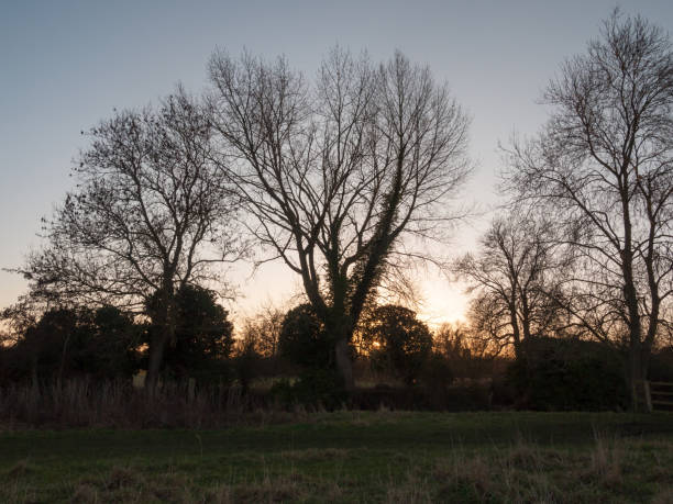 istock autumn treeline sky bare branches sunset field country 914986370