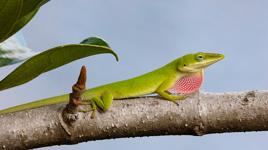 Green anole lizard, dactyloidae, perching with pink dewlap from site, Sanibel Island, Florida, USA