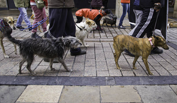 Rosh Hanikra, Israel- October 22, 2022. Dogs and Visitors at Rosh Hanikra tourist site, Israel. Rosh Hanikra is the  geological creation at the farthest point north on Israel’s Mediterranean Coastline in the Western Galilee region.
