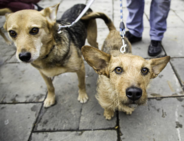istock Dog walking street 914990080