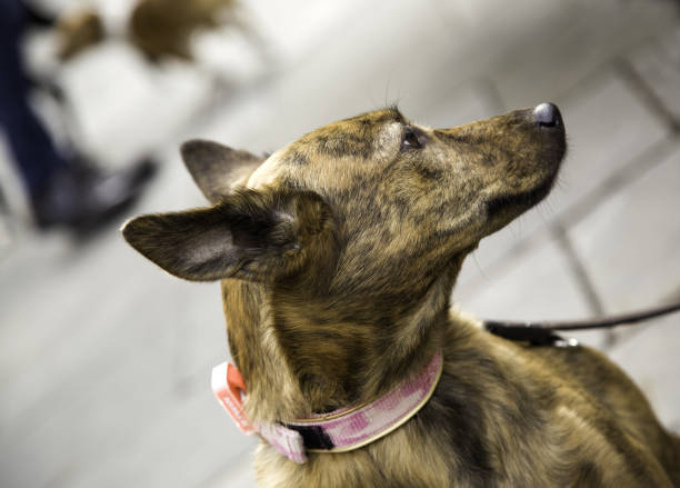 istock Dog walking street 914990086