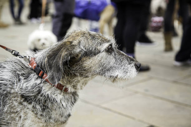 istock Dog walking street 914990094
