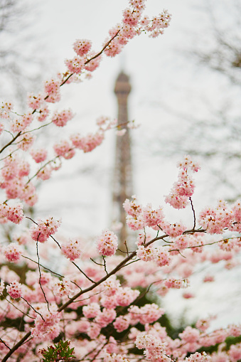 Spring in Paris. Beautiful cherry blossom tree and the Eiffel Tower