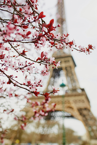Cherry blossom season in Paris, France. Branch with first pink flowers in the beginning of March and Eiffel tower in the background