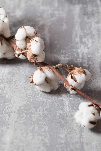 istock Dried cotton plant flower on old grey background. Close-up, copy space. 914994786
