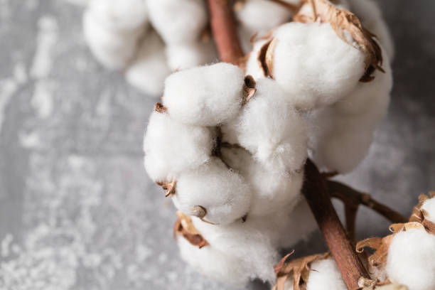 istock Dried cotton plant flower on old grey background. Close-up, copy space. 914994892