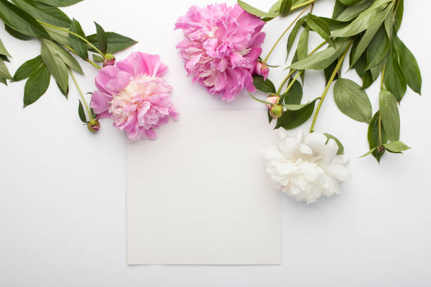 istock Beautiful fresh pink and white peonies with paper card note on white background. 914997898