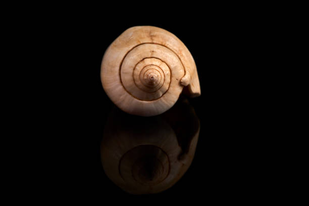 istock Sea seashell on a black background whit reflection on an black tile 914998720