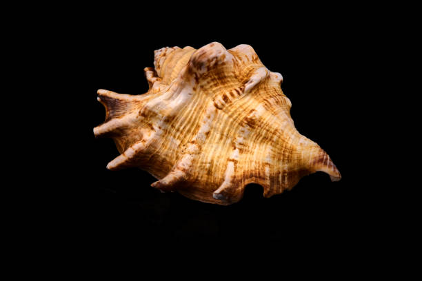istock Sea seashell on a black background whit reflection on an black tile 915001760