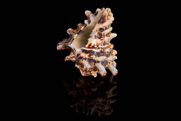istock Sea seashell on a black background whit reflection on an black tile 915001838
