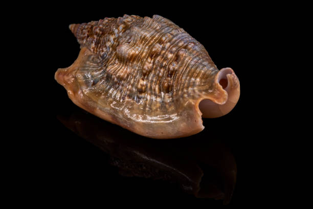 istock Sea seashell on a black background whit reflection on an black tile 915002220