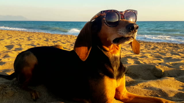 Funny portrait of a dog having a silly look wearing sunglasses against the sea.