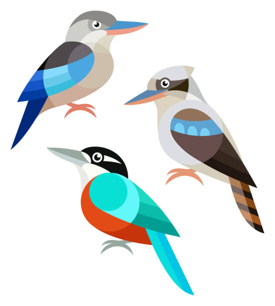 Stylized Birds Stylized Birds - Kookaburra kookaburra stock illustrations