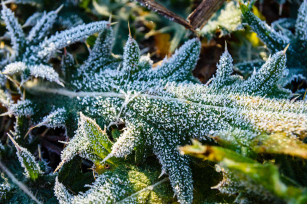 istock Leaf covered with a hoarfrost on autumn 915006016