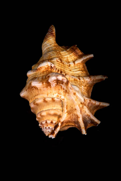 istock Sea seashell on a black background whit reflection on an black tile 915006164