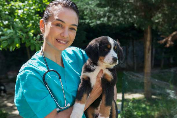 istock Animal Hospital 915009336