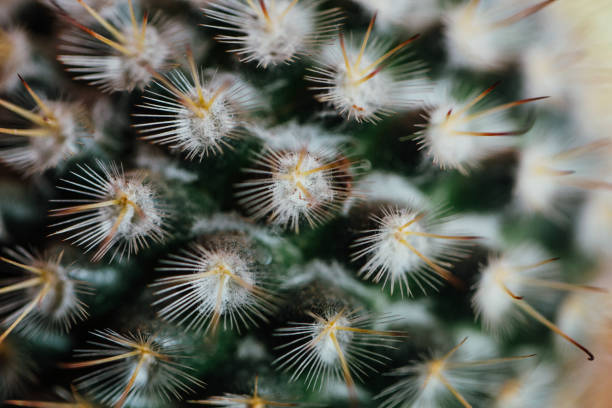 istock thorns and spines very pungent 915009554