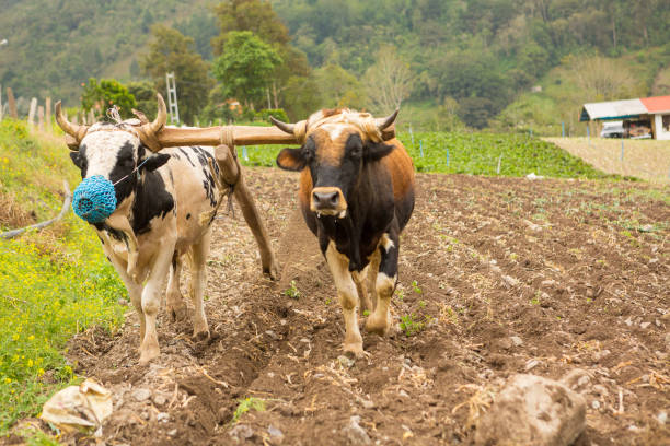 Oxen plowing land when yoked togeher