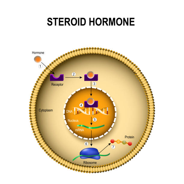 How steroid hormones work How steroid hormones work. interaction of the hormone with the intracellular receptor. Human endocrine signaling system oestrogen stock illustrations