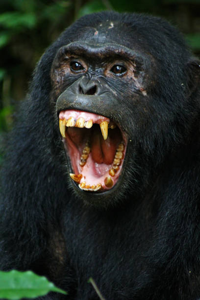 Pan troglodytes - A commun eastern chimpanzee, with an open mouth, showing its enormous canines in Kibale National Park, Uganda. Aggressive animals angry monkey stock pictures, royalty-free photos & images