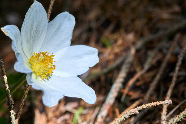 Closeup Image of Wood anemone (Anemone nemorosa) growing wild in the forest in springtime Closeup Image of Wood anemone (Anemone nemorosa) growing wild in the forest in springtime wildwood windflower stock pictures, royalty-free photos & images