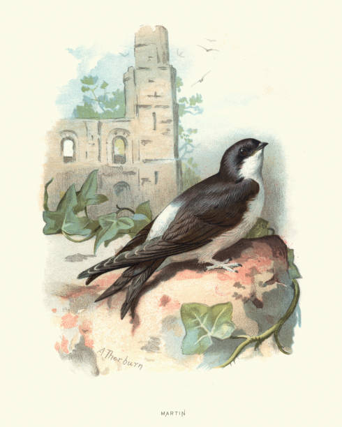 Vintage engraving of a Common house martin (Delichon urbicum), sometimes called the northern house martin or, particularly in Europe, just house martin, is a migratory passerine bird of the swallow family