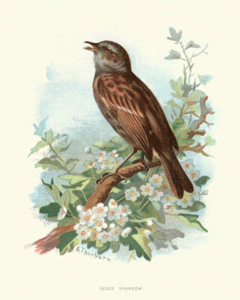 historia naturalna, ptaki, wróbel żywopłot, dunnock - ptak obrazy stock illustrations